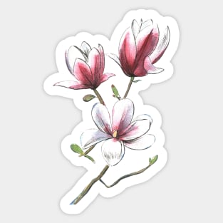 Magnolia Flower Watercolor -Pink Sticker